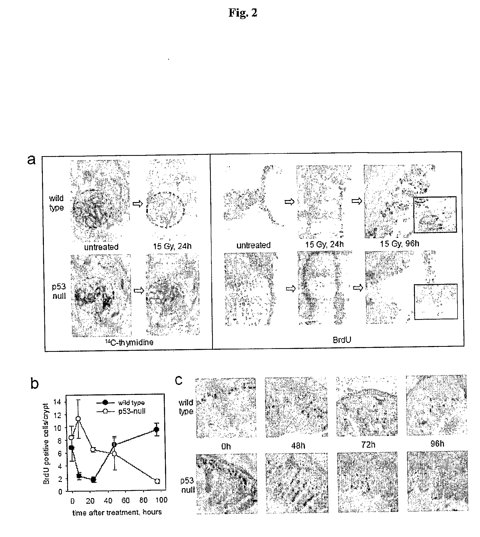 Flagellin Related Polypeptides and Uses Thereof