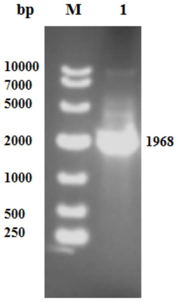 A strain of Escherichia coli recombinant strain heterologously expressing heat-resistant nitrile hydratase and its application