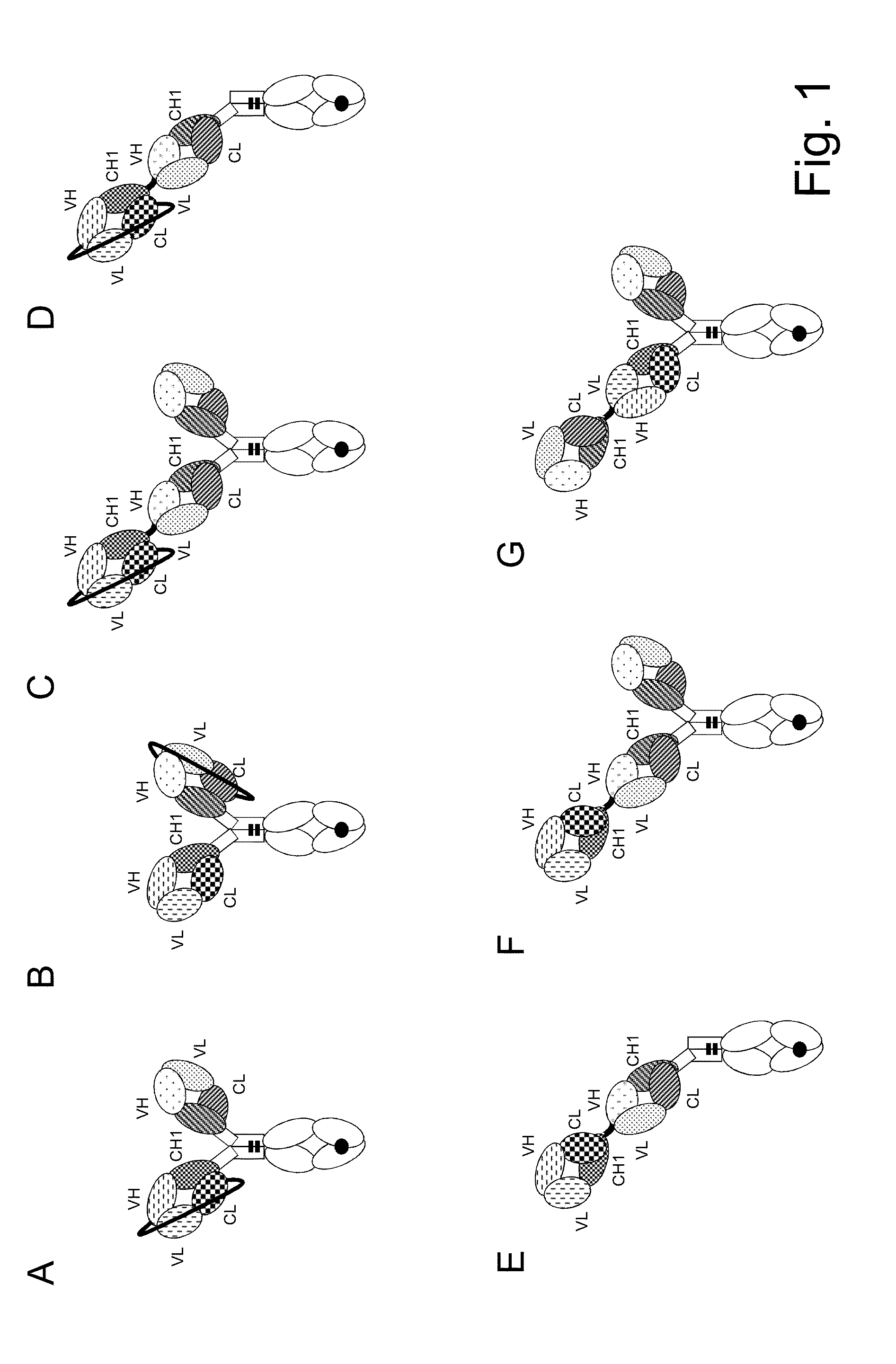 Bispecific t cell activating antigen binding molecules