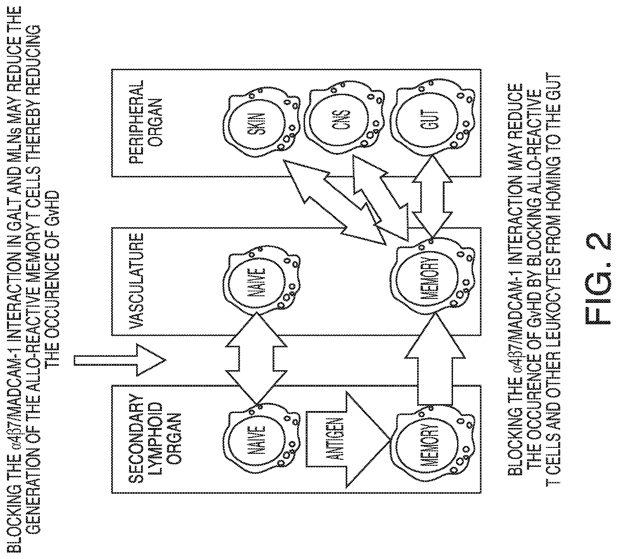 Method of preventing graft versus host disease