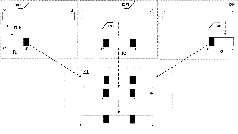 Rapid bidirectional multilocus gene mutation method