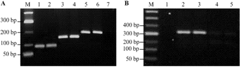 Rapid bidirectional multilocus gene mutation method