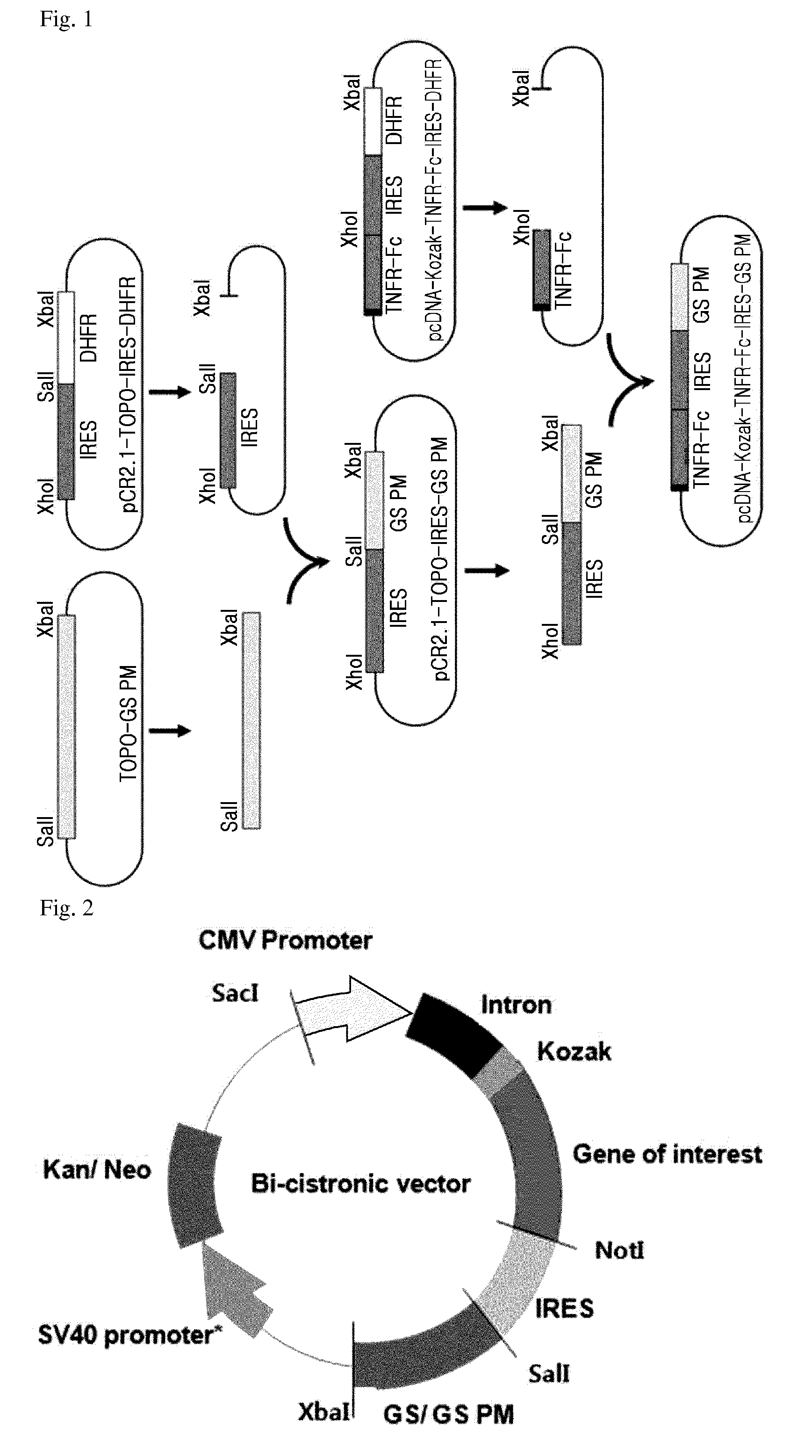 Expression vector comprising a polynucleotide encoding a modified glutamine synthetase and a method for preparing a target protein employing the same