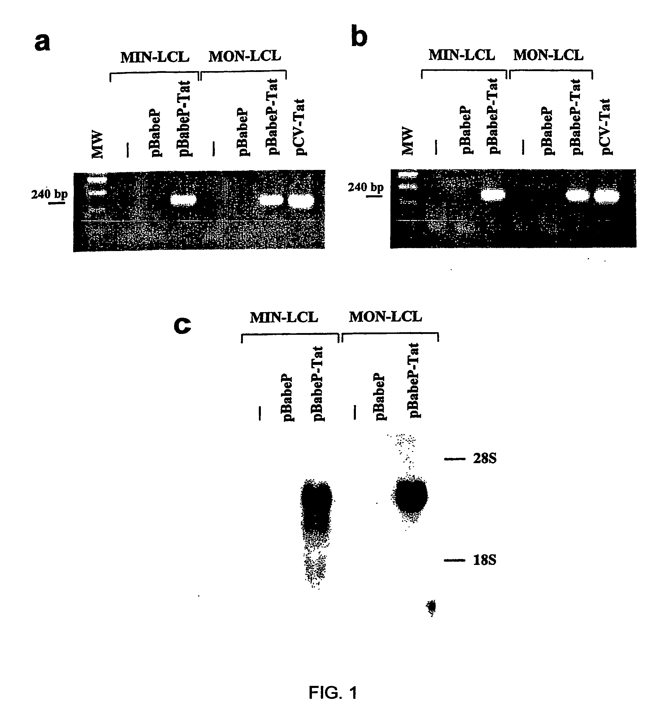 Vaccines containing the hiv tat protein as an adjuvant for the enhancement of cytotoxic t-cell responses