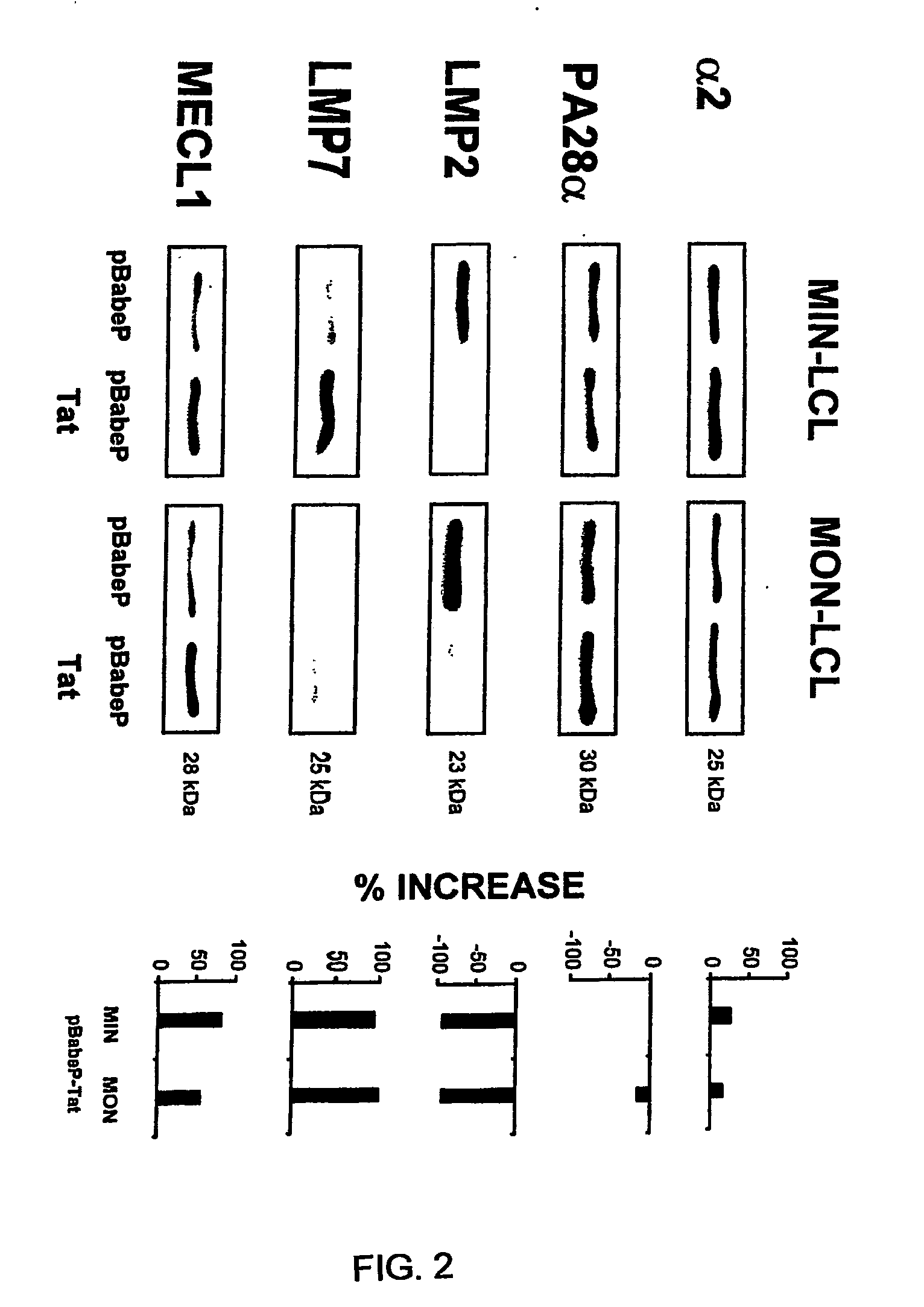 Vaccines containing the hiv tat protein as an adjuvant for the enhancement of cytotoxic t-cell responses