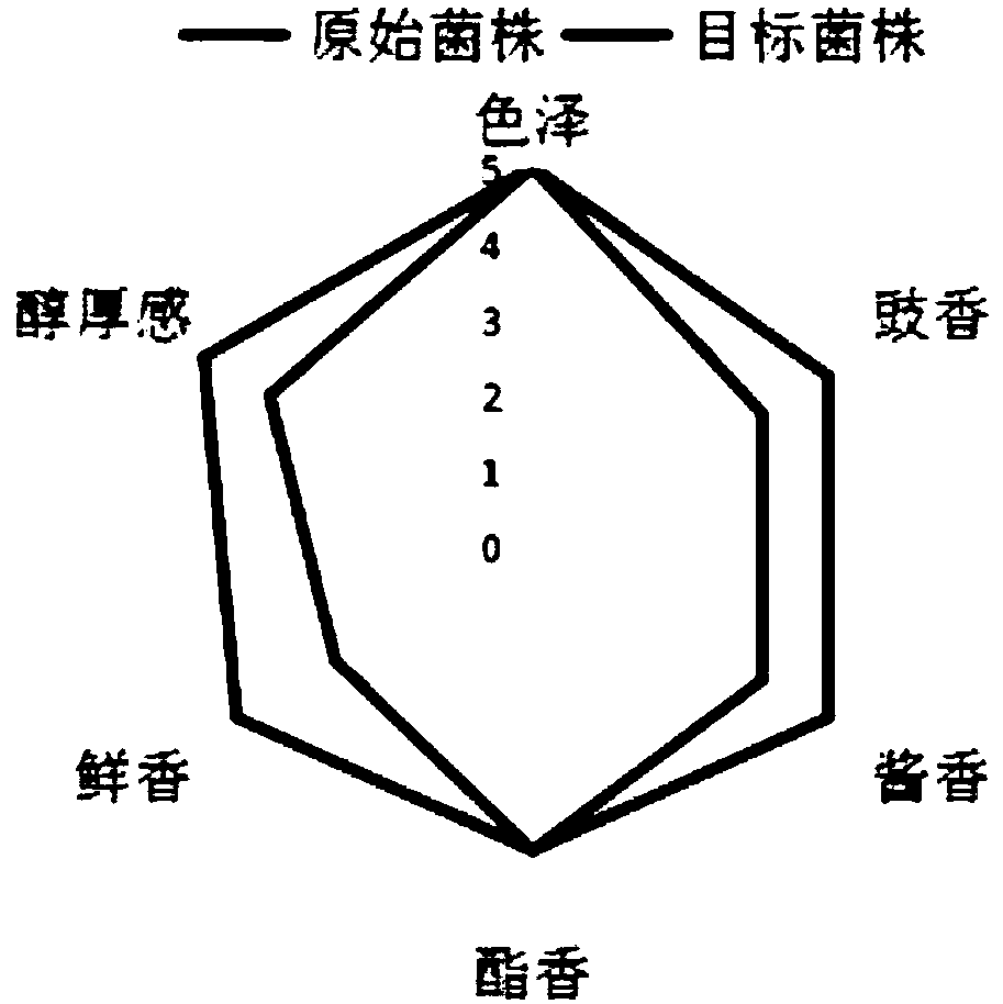 Mucor strain suitable for fermented soya bean fermentation