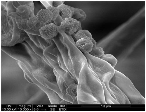 Mucor strain suitable for fermented soya bean fermentation