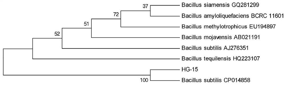 Preparation and application of a salt-tolerant Bacillus subtilis for disease prevention and growth and its inoculum