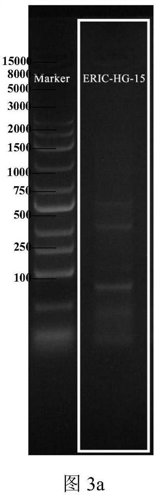 Preparation and application of a salt-tolerant Bacillus subtilis for disease prevention and growth and its inoculum