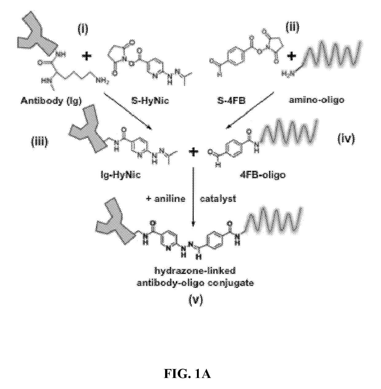 Oligonucleotide-mediated quantitative multiplexed immunoassays