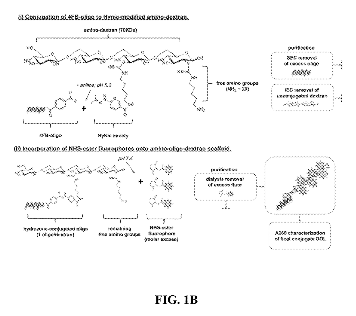 Oligonucleotide-mediated quantitative multiplexed immunoassays