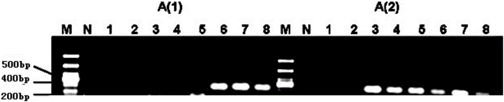 Campylobacter jejuni immune PCR detection kit