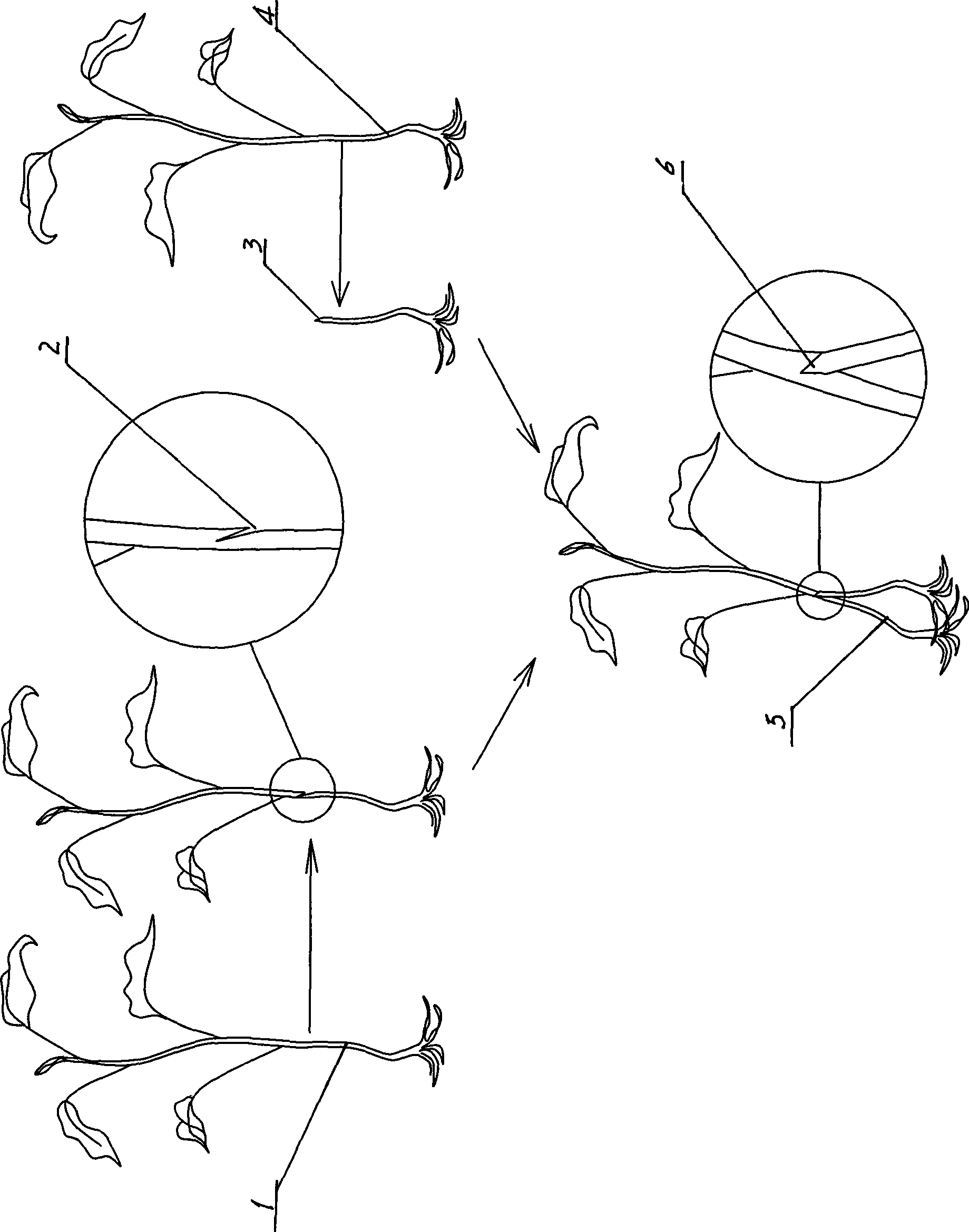 High output and good quality aubergine graft and transplantation technique in different seasons