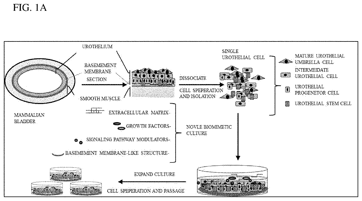 Method for biomimetic culture of urothelial cells and uses thereof