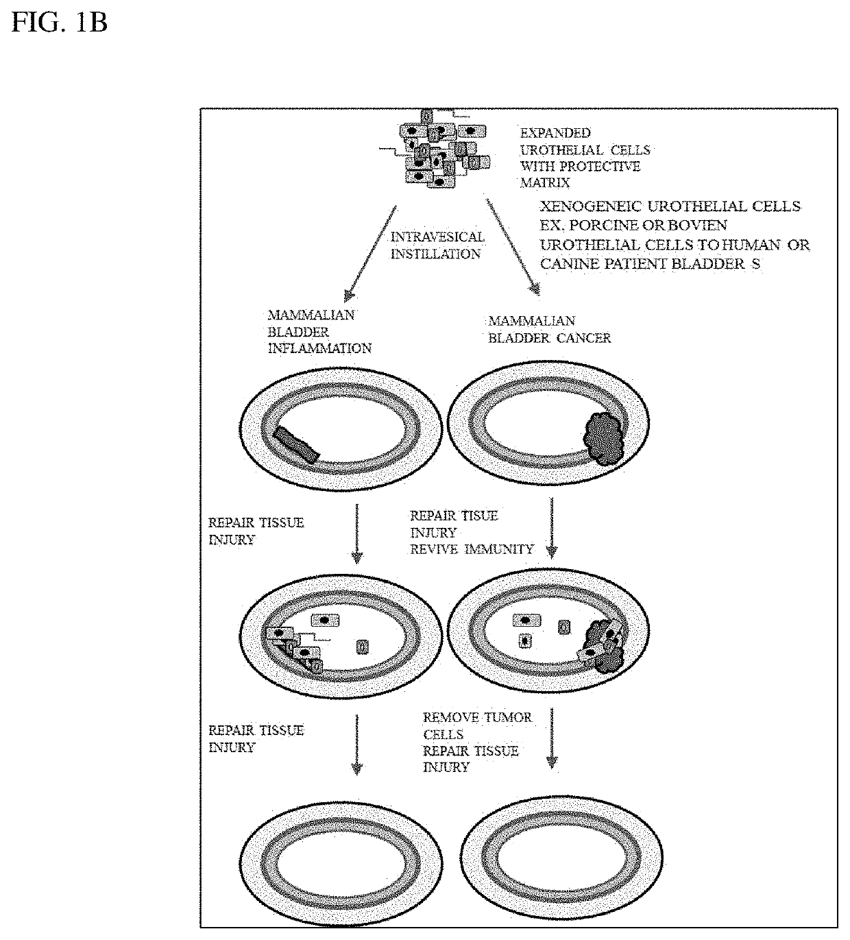 Method for biomimetic culture of urothelial cells and uses thereof