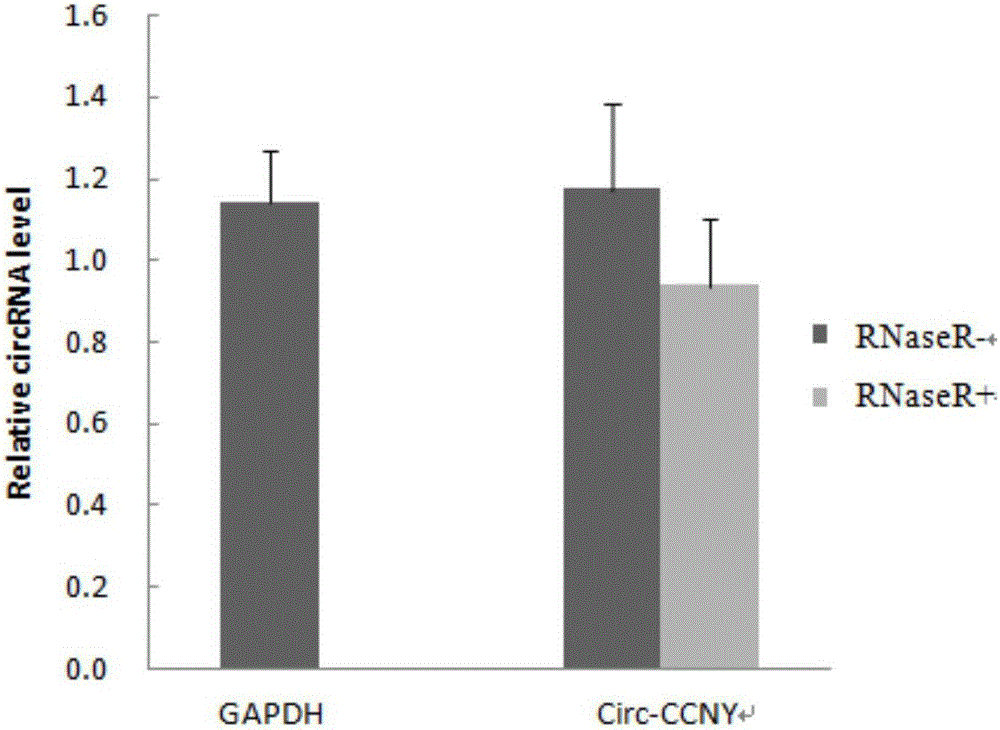 Ringlike RNA circ-CCNY and application thereof