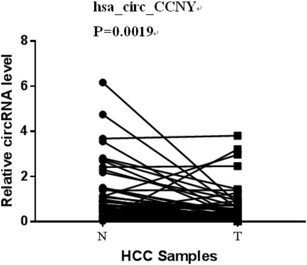 Ringlike RNA circ-CCNY and application thereof