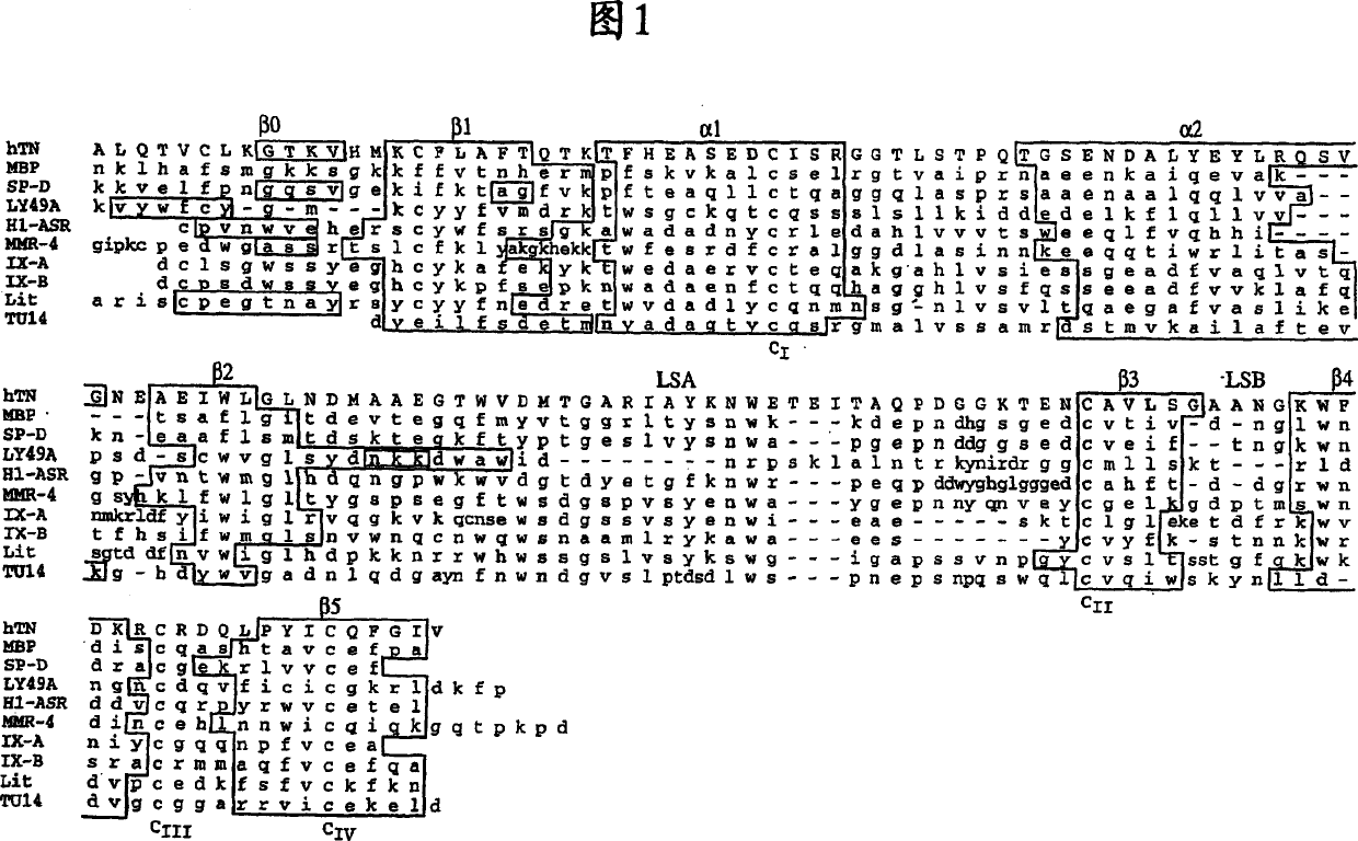 Combinatorial libraries of proteins having the scaffold structure of c-type lectin-like domains