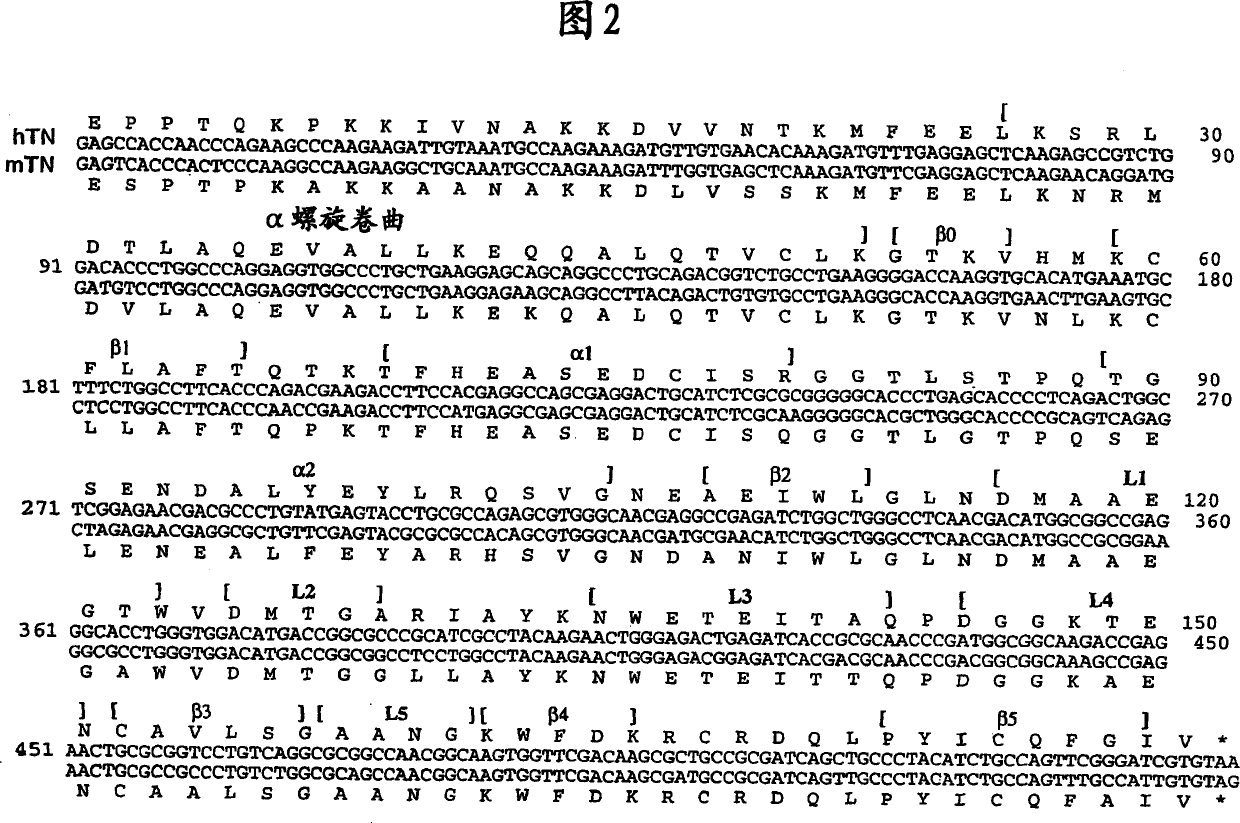 Combinatorial libraries of proteins having the scaffold structure of c-type lectin-like domains