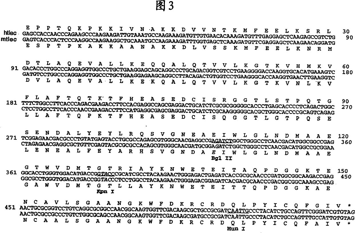 Combinatorial libraries of proteins having the scaffold structure of c-type lectin-like domains