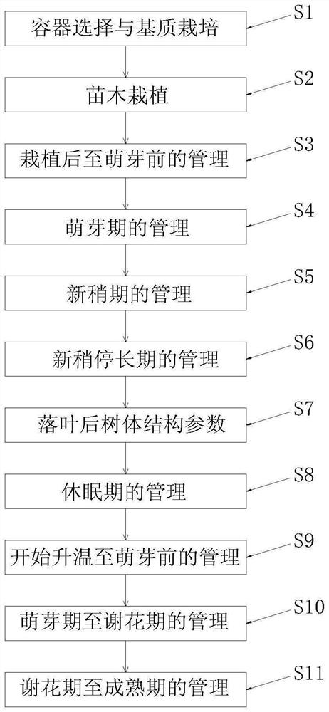 Management method for high-density early-yield cultivation of cherries in facility cultivation