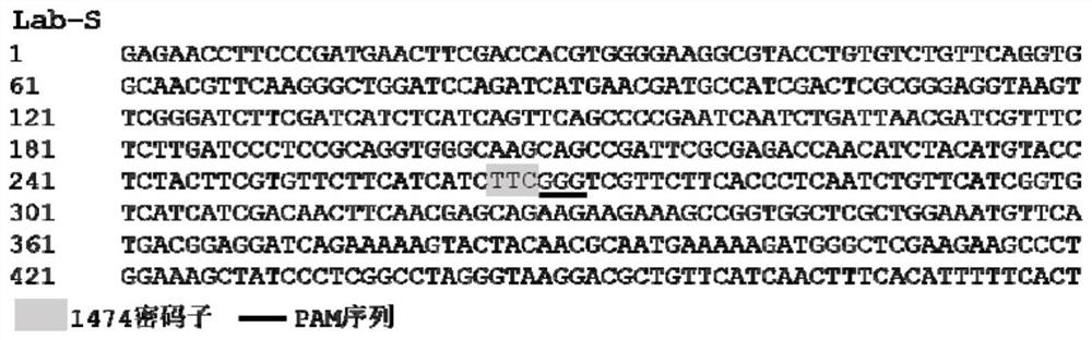 Aedes albopictus molecular marker related to deltamethrin insecticide resistance, primer and application