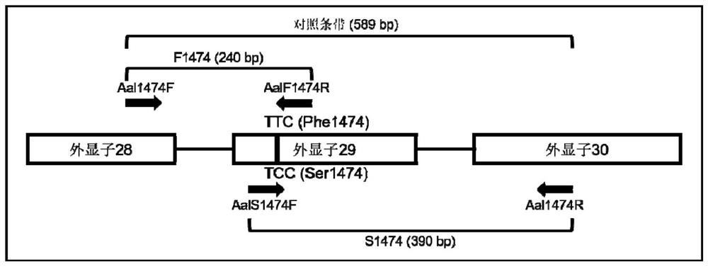 Aedes albopictus molecular marker related to deltamethrin insecticide resistance, primer and application