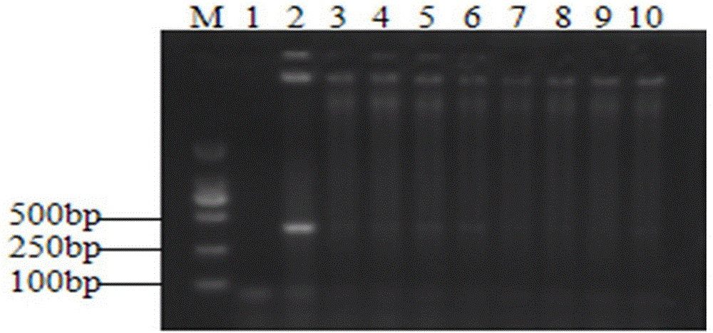 Enterobacter cloacae specific PCR (polymerase chain reaction) detection primer