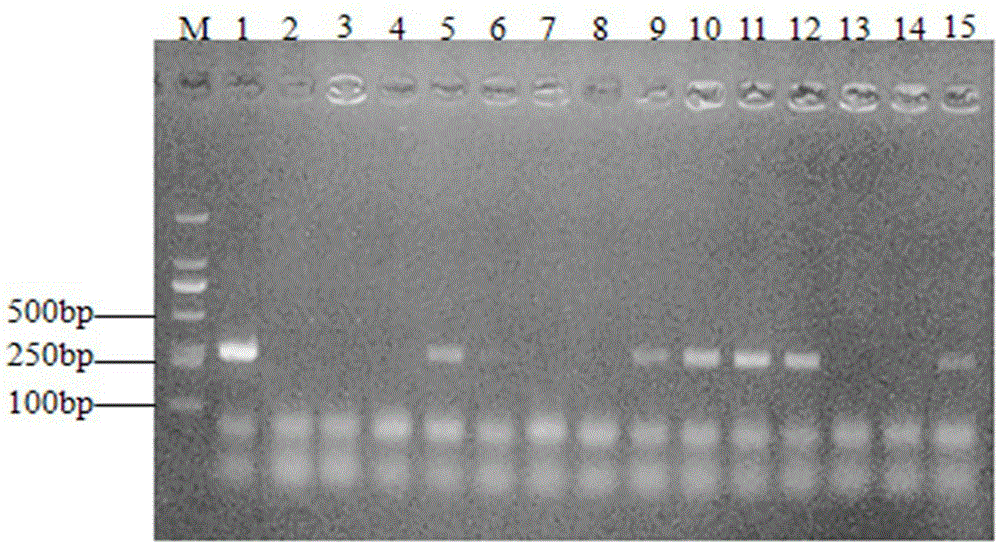 Enterobacter cloacae specific PCR (polymerase chain reaction) detection primer