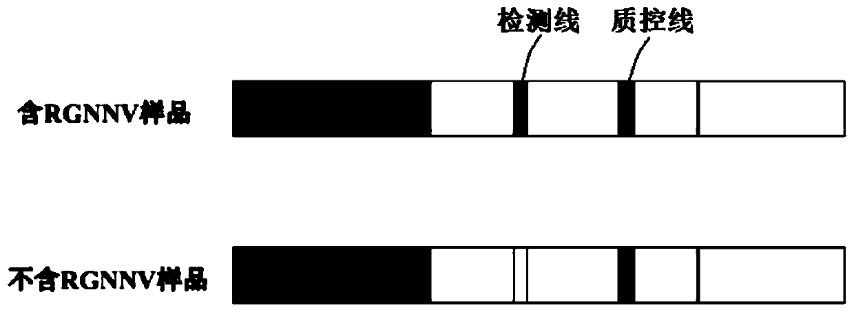 Colloidal gold test strip for detecting nervous necrosis virus of grouper and preparation method thereof