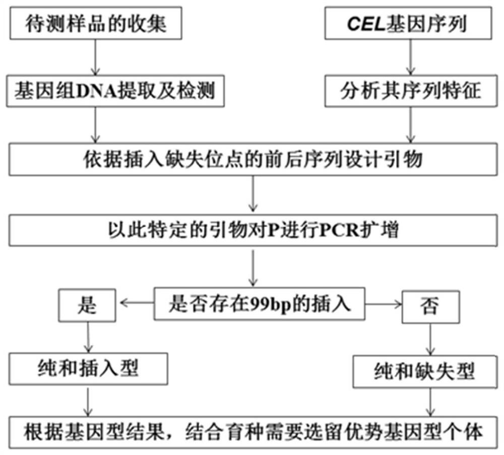 A chicken cel gene promoter 99bp indel polymorphism marker detection kit and its application