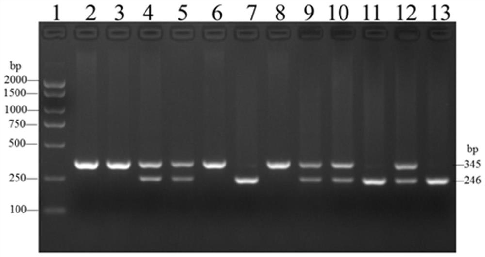 A chicken cel gene promoter 99bp indel polymorphism marker detection kit and its application