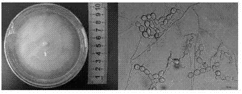 Mycorrhizal seedling raising method of paphiopedilum micranthum