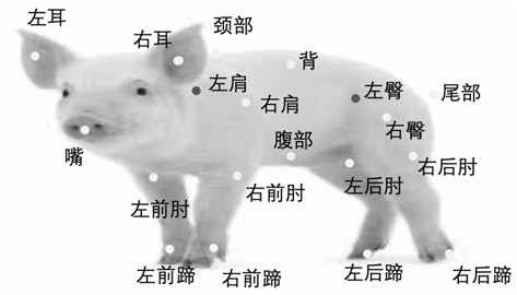 A computer vision-based method for estimating the average weight of pigs in the same pen