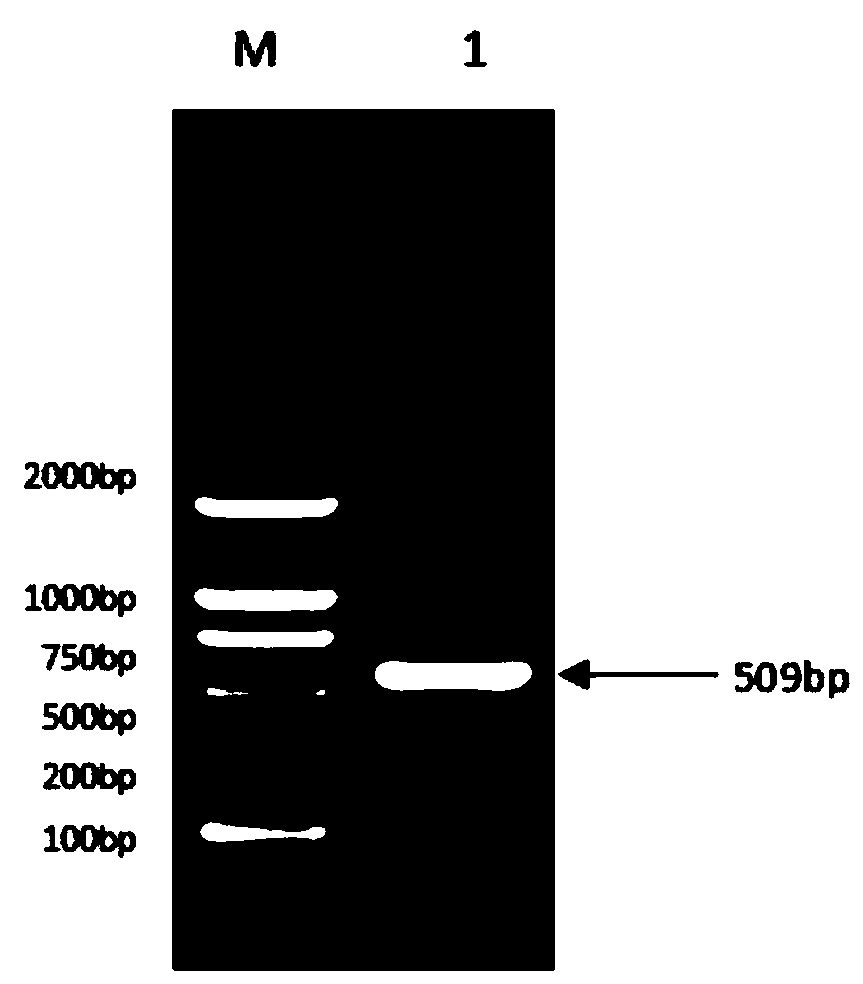 IHNV genetically engineered oral microsphere vaccine and preparation method and application thereof