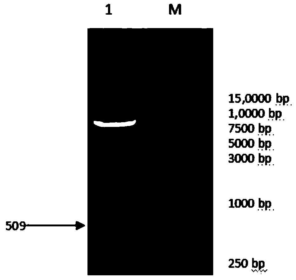 IHNV genetically engineered oral microsphere vaccine and preparation method and application thereof