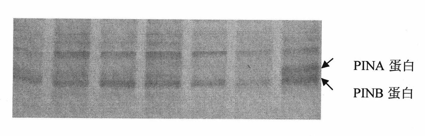 Method for identifying whether wheat to be tested is Pina-D1b deficient wheat and applications thereof