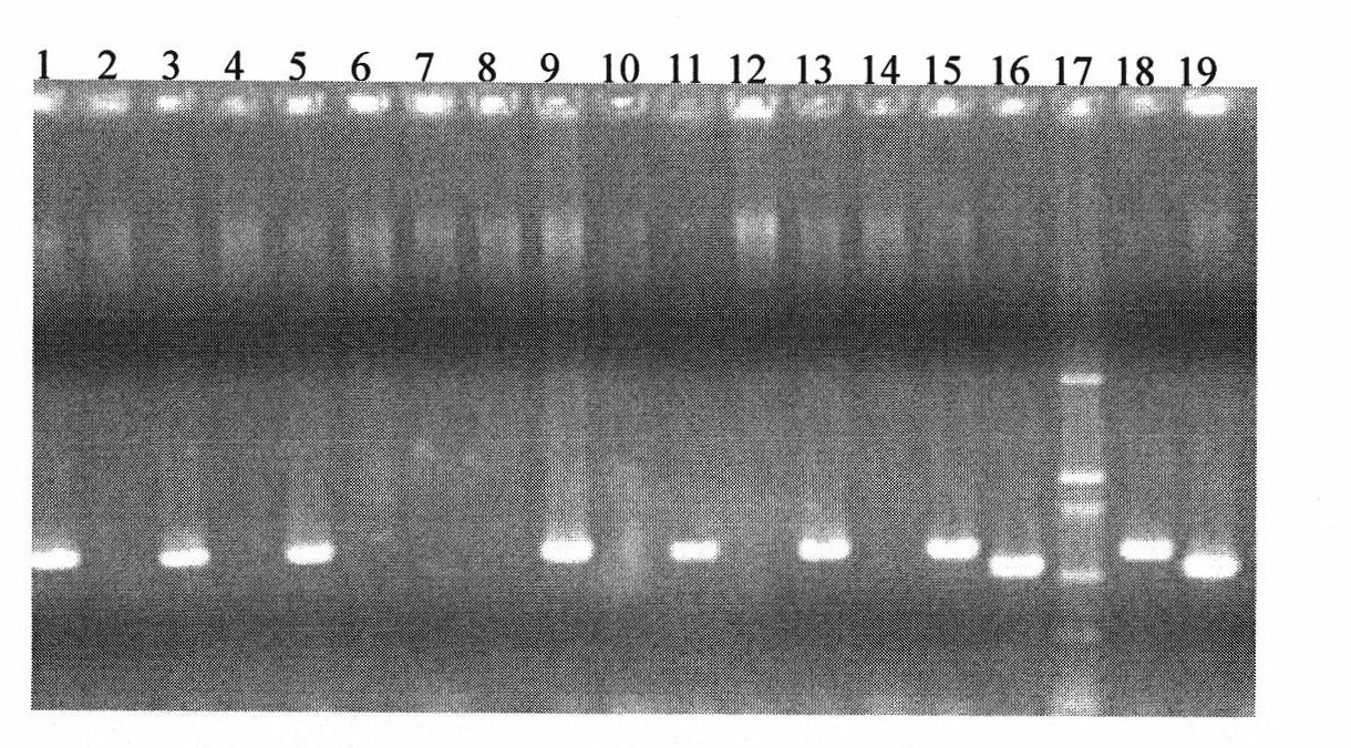 Method for identifying whether wheat to be tested is Pina-D1b deficient wheat and applications thereof