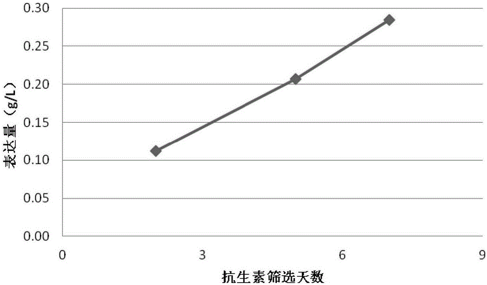 Method for obtaining stable cell populations for expressing target protein in CHO cells through piggyBac transposons