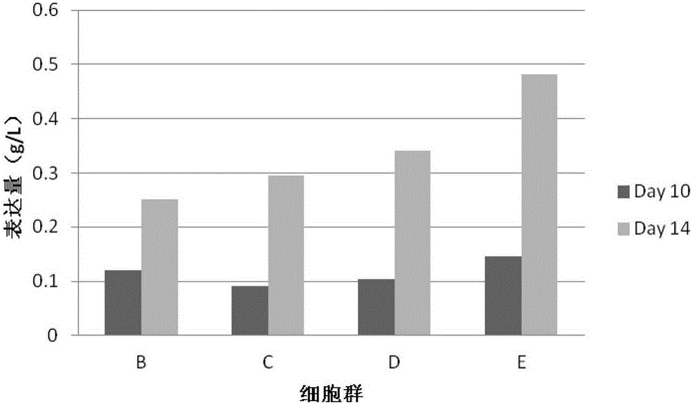 Method for obtaining stable cell populations for expressing target protein in CHO cells through piggyBac transposons