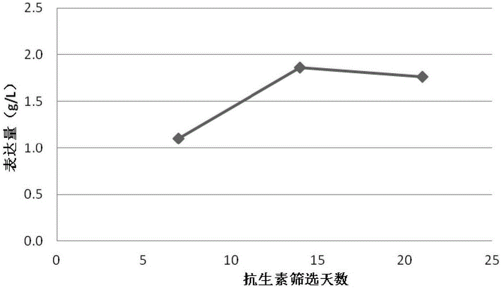 Method for obtaining stable cell populations for expressing target protein in CHO cells through piggyBac transposons