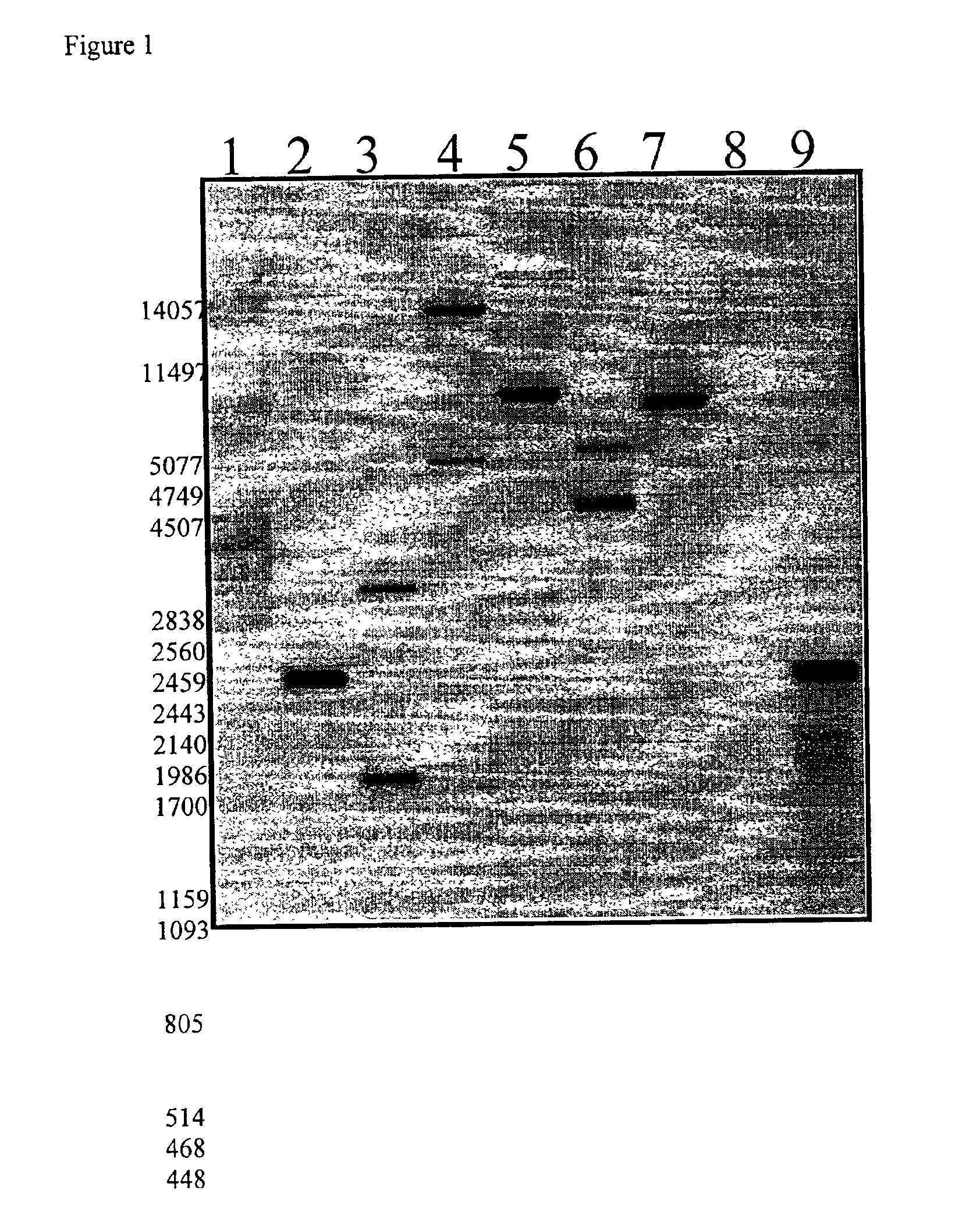 Glufosinate tolerant rice