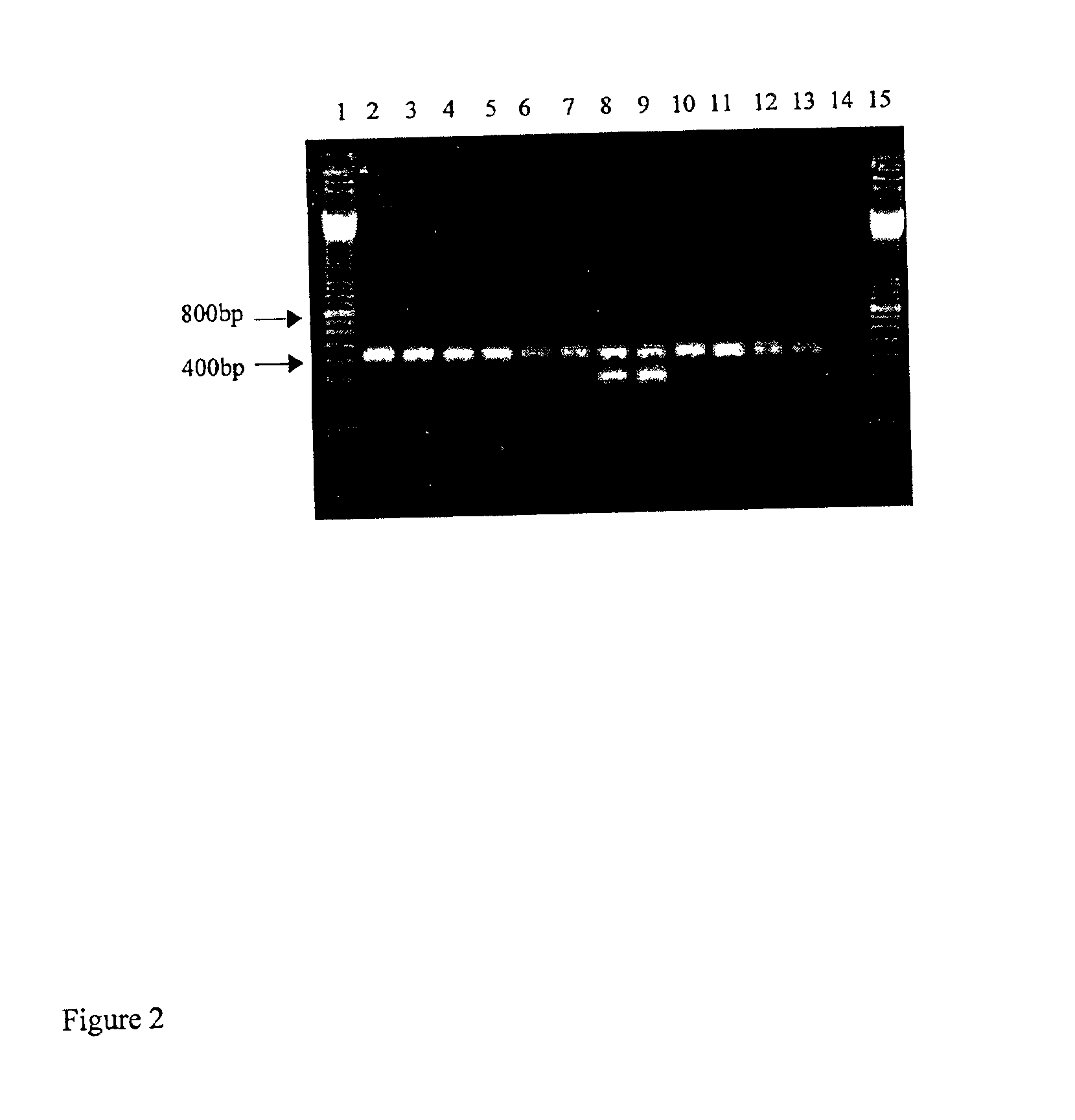 Glufosinate tolerant rice