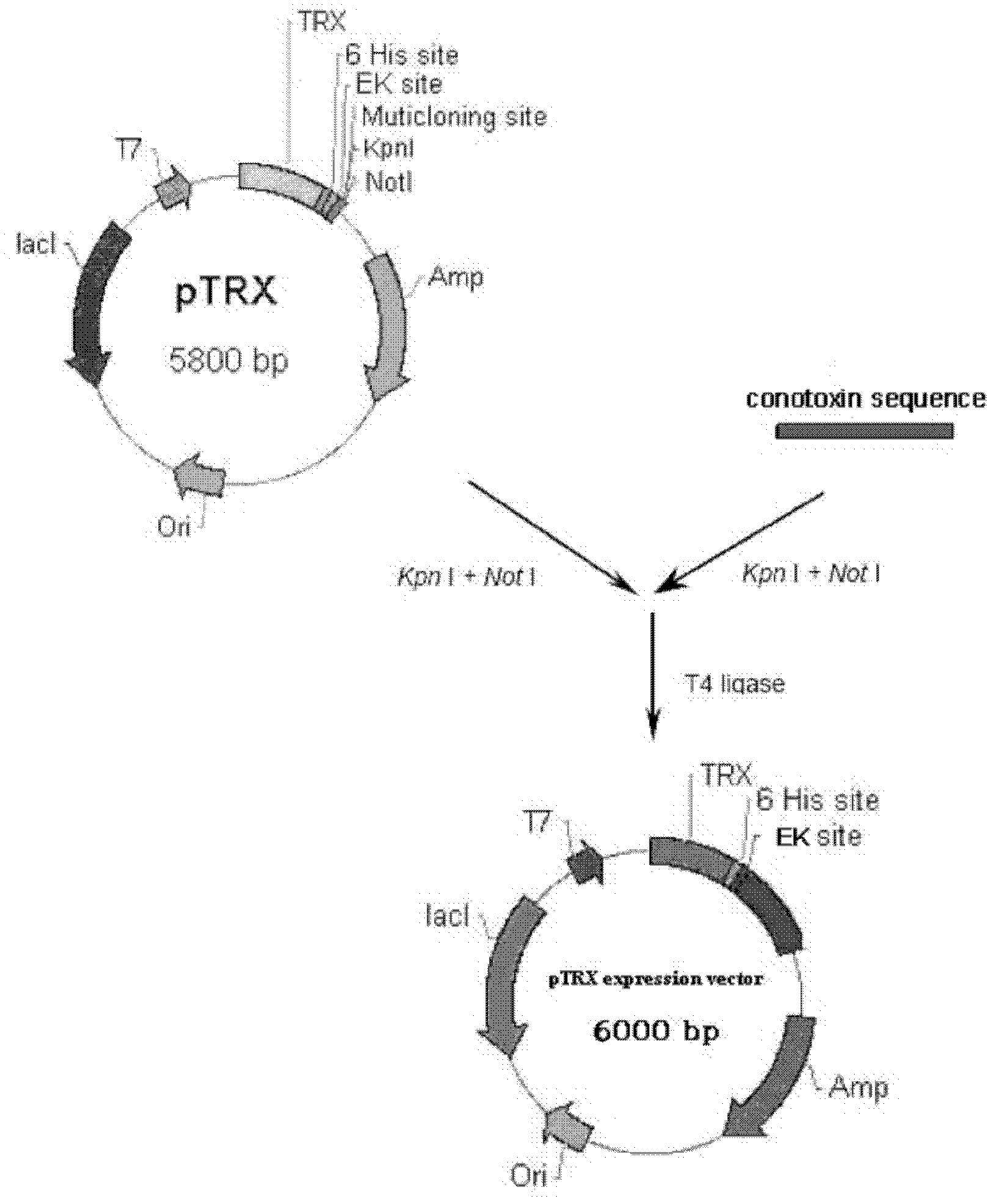 Preparation and application of South China sea conus textile conotoxin TxO10