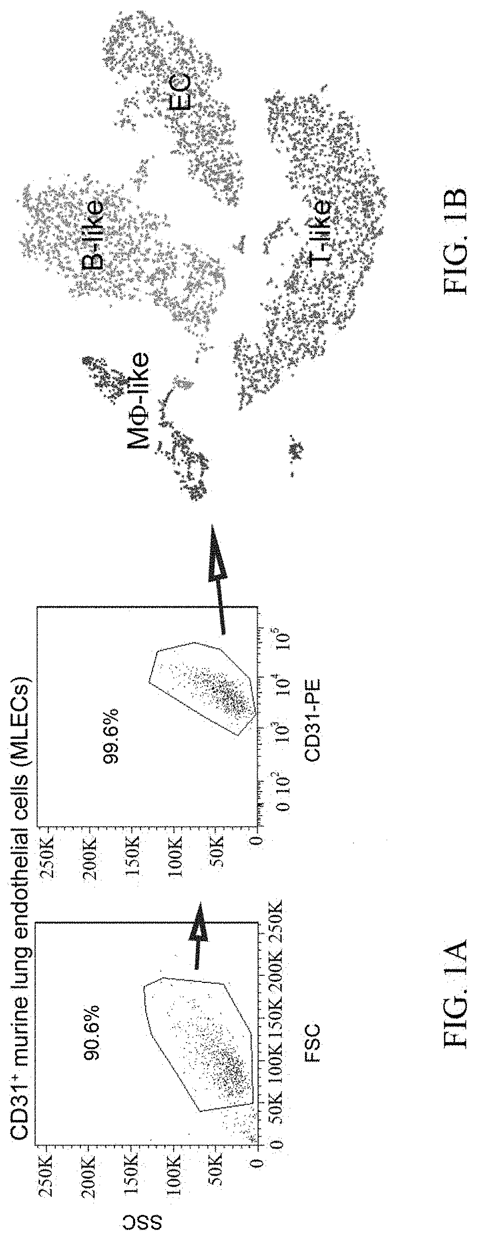 Use of endothelial progenitor cells in rejuvenating the microvasculature, preventing aging and treating age-related diseases