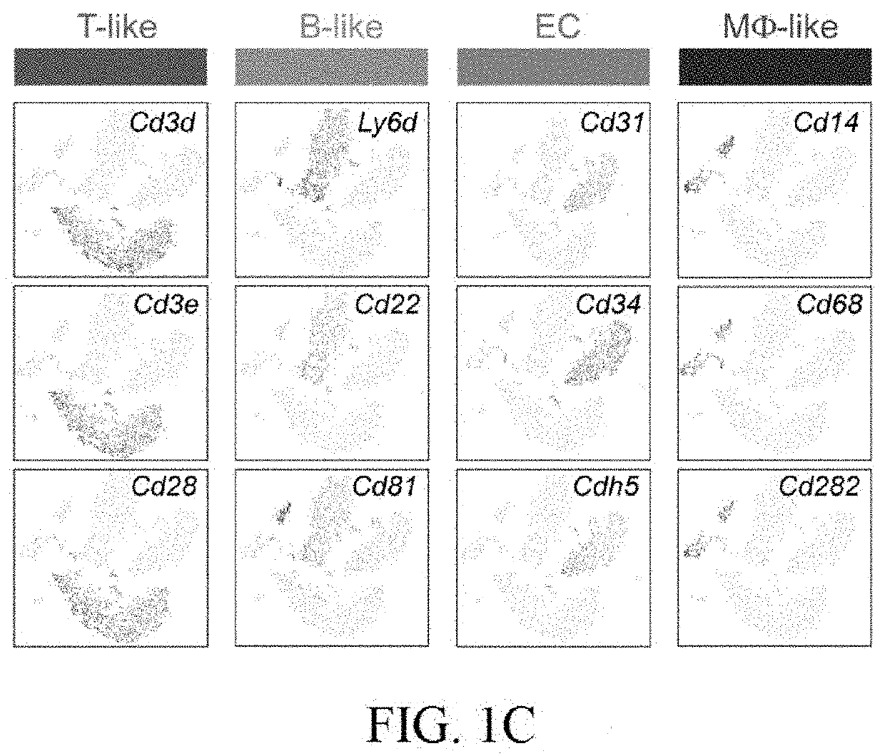 Use of endothelial progenitor cells in rejuvenating the microvasculature, preventing aging and treating age-related diseases