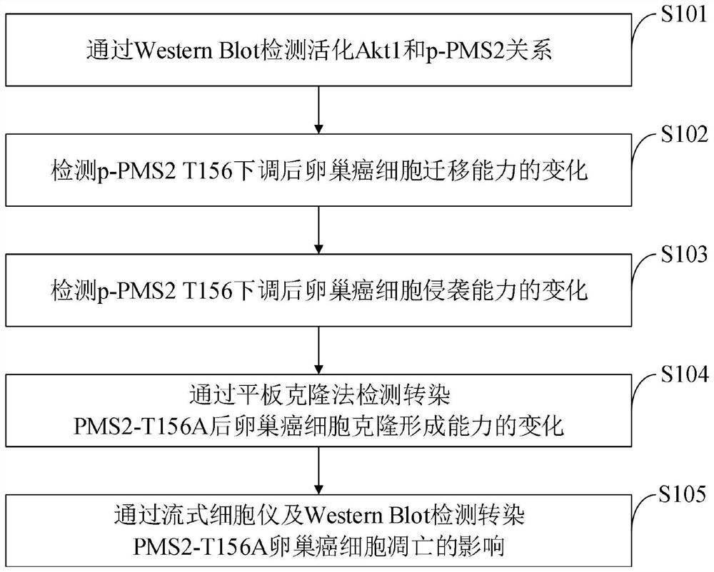 Application of Akt1 phosphorylated PMS2 protein as ovarian cancer treatment target