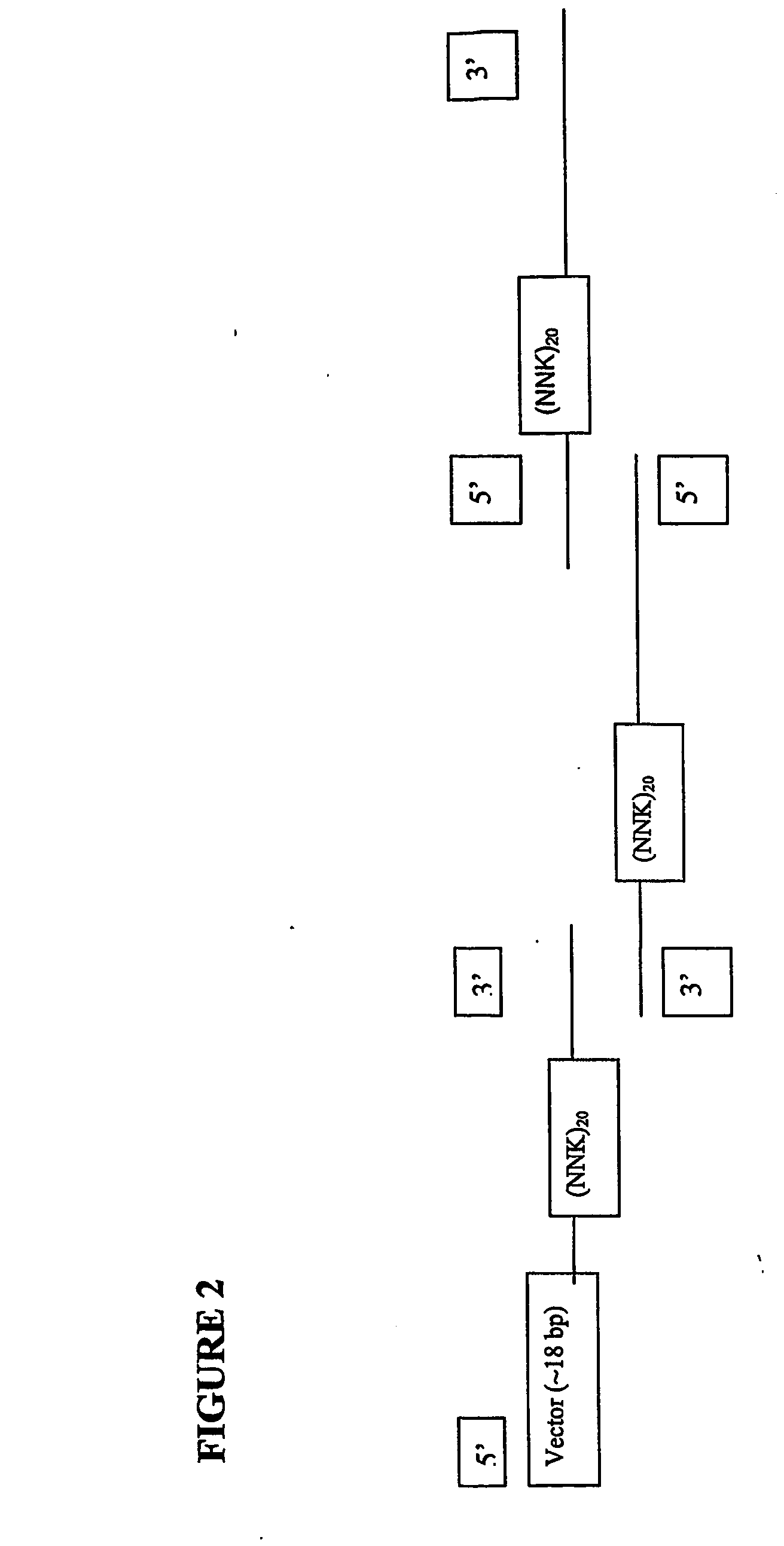 Method for generating high affinity antibodies