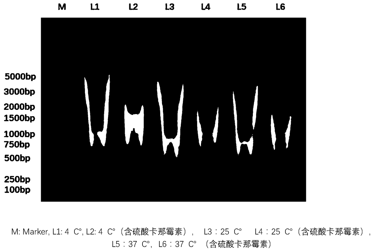 Herpes zoster vaccine, and preparation method and application thereof