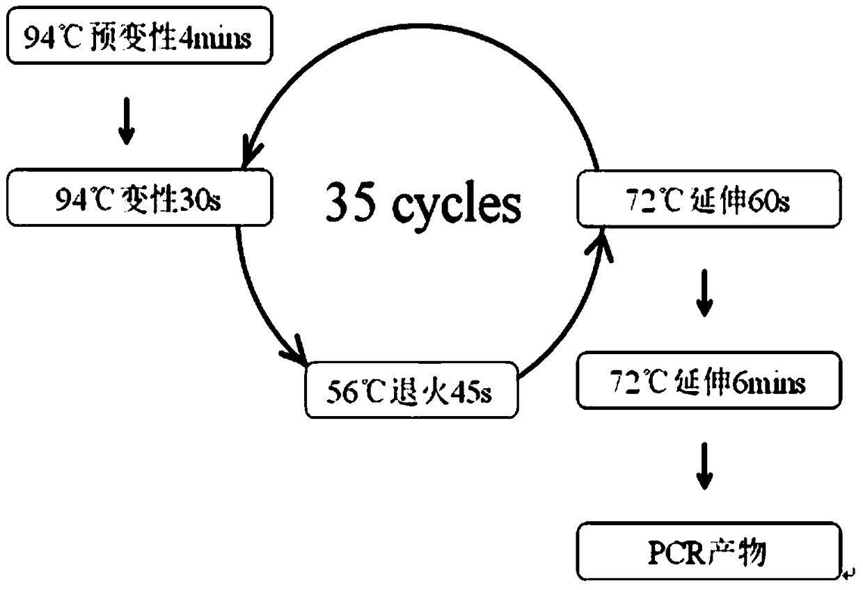 A method for detecting the mitochondrial trnaleu(uur)3253t&gt;c mutation for non-therapeutic and non-diagnostic purposes